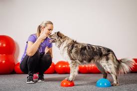 formation comportementaliste canin