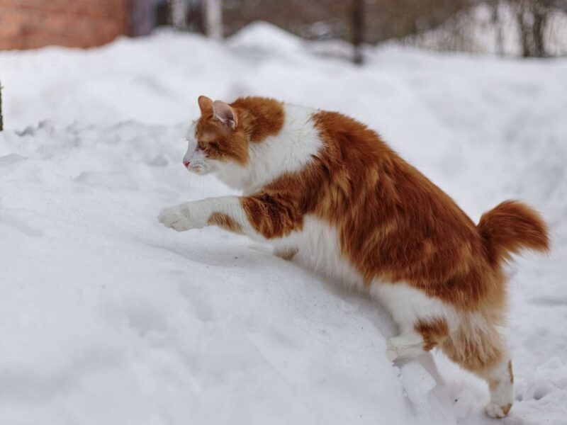 chat en ligne sans inscription gratuit